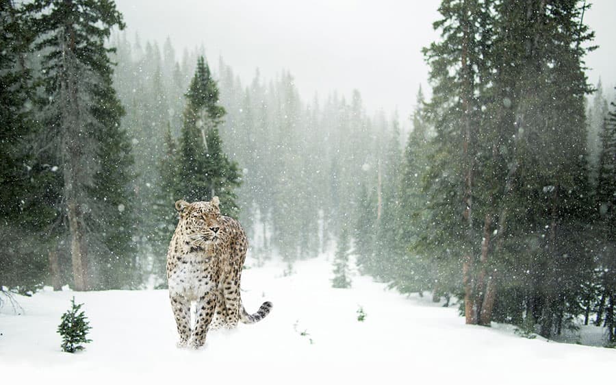 Kirghizistan's Iconic Animals