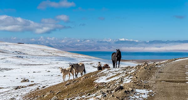 The Kyrgyz Horse