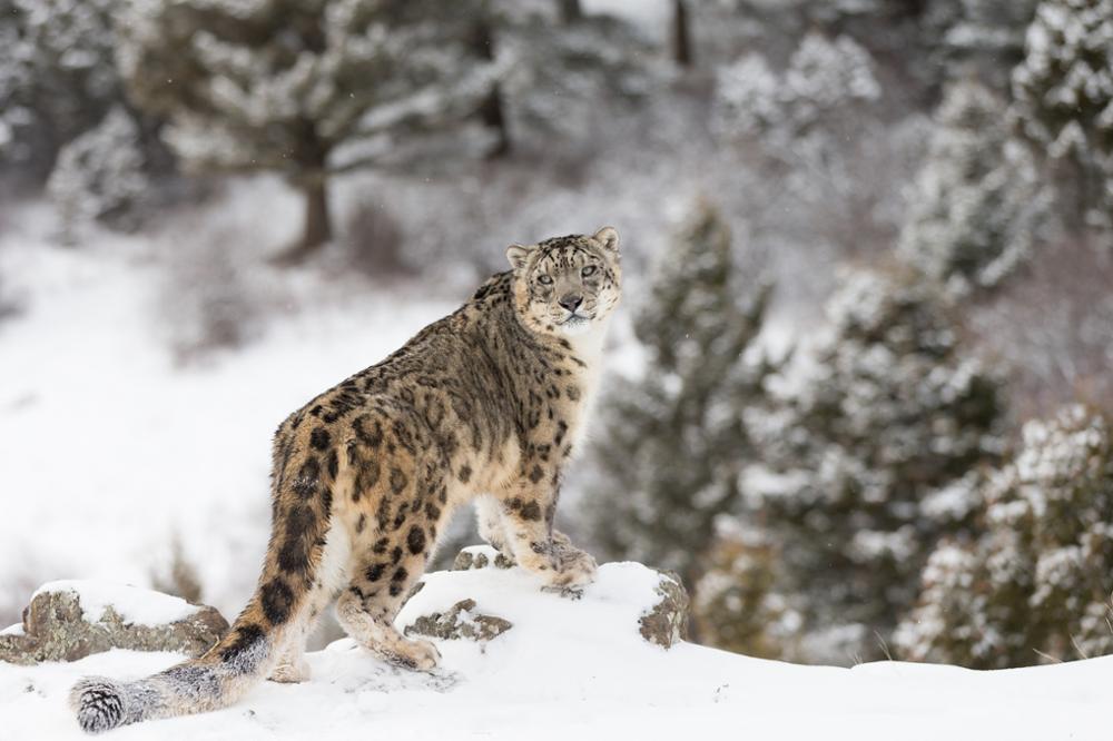 Everything there is to know about the snow leopard, Kyrgyzstan’s sacred animal