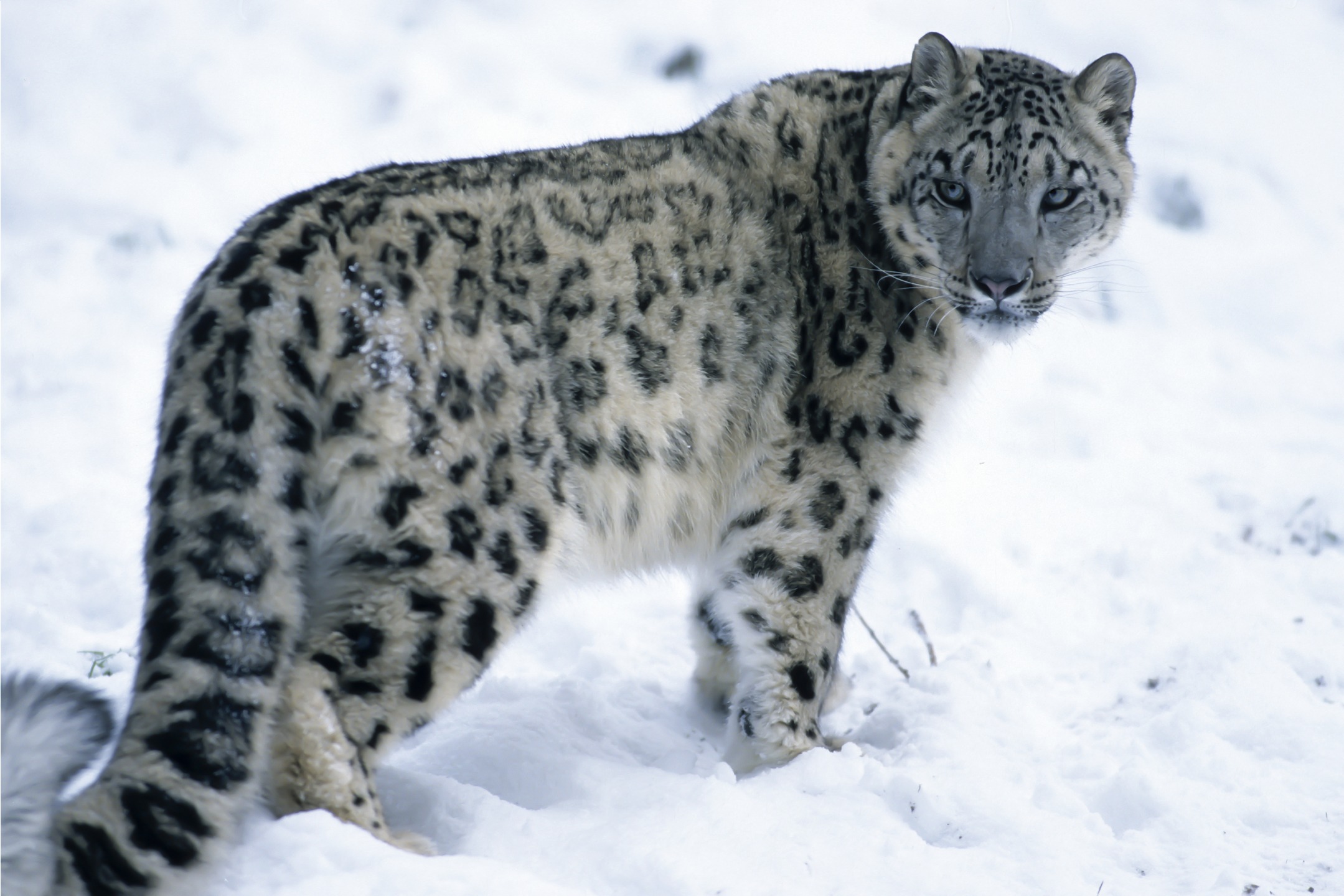 Сколько живут снежные барсы. - Снежный Барс (Panthera uncia. Бабри Барфи. Снежный леопард Алтай. Ареал снежного Барса Алтай.