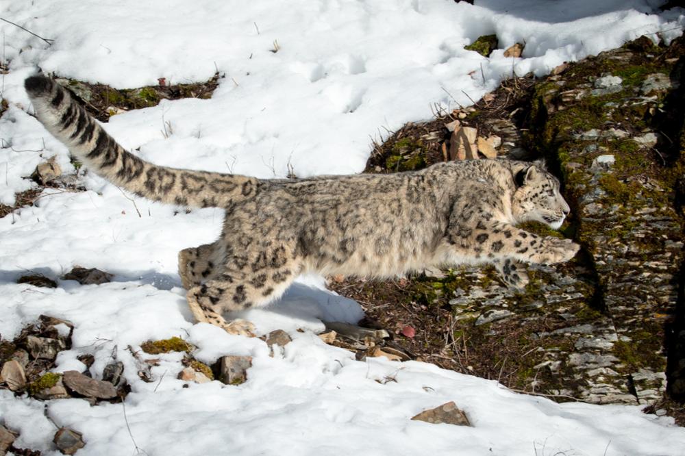 Everything there is to know about the snow leopard, Kyrgyzstan’s sacred animal