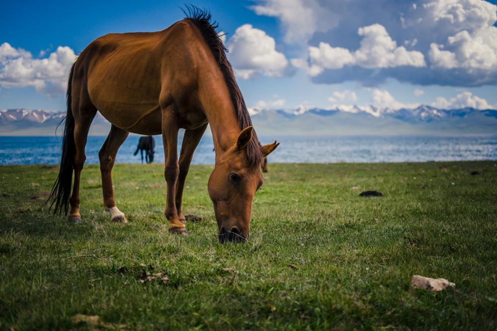 Why choose Kyrgyzstan to travel with children?